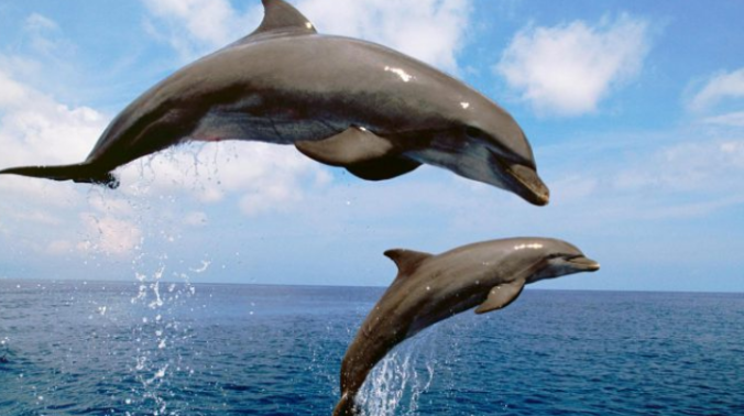 В Тихом океане обнаружен неизвестный подвид дельфинов