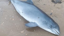 На Кубани нашли мёртвых дельфинов и птиц в мазуте