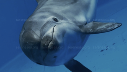 В Севастополе построят центр реабилитации дельфинов