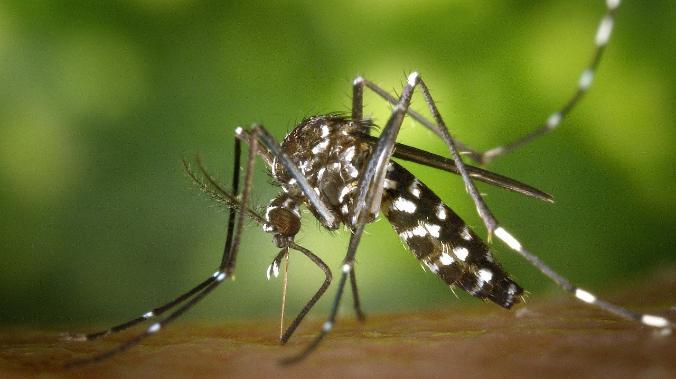 В России появились комары-переносчики лихорадки Западного Нила