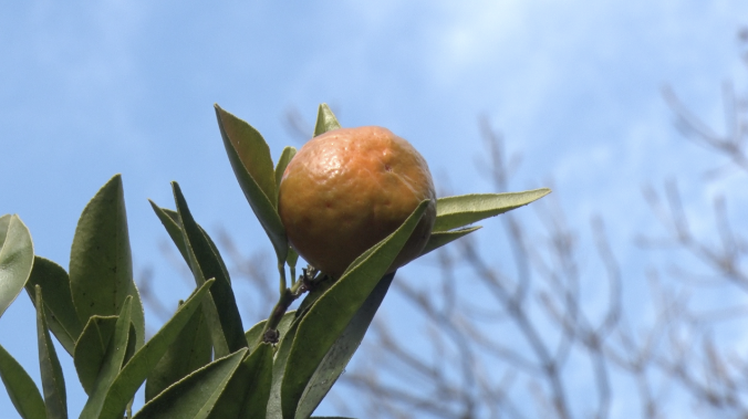 В Никитском ботсаду выращивают экзотические фрукты