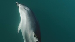 На Кубани около 60 дельфинов погибло после разлива мазута