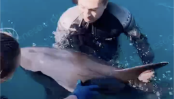 Запутанного в леске дельфина спасли в Балаклаве