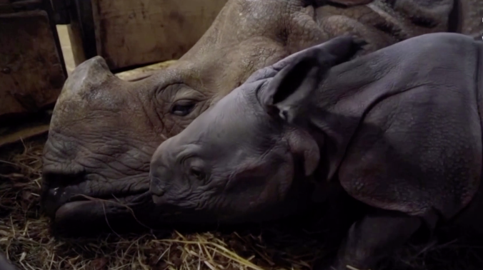 Детёныш носорога родился в польском зоопарке