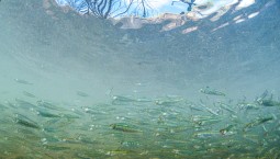 900 тыс. мальков рыб пополнят водохранилища Крыма