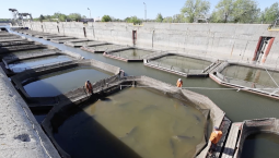 В Волге выявили 10 новых для реки видов рыб