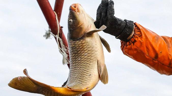 С начала года в России добыли более 220 000 тонн рыбы