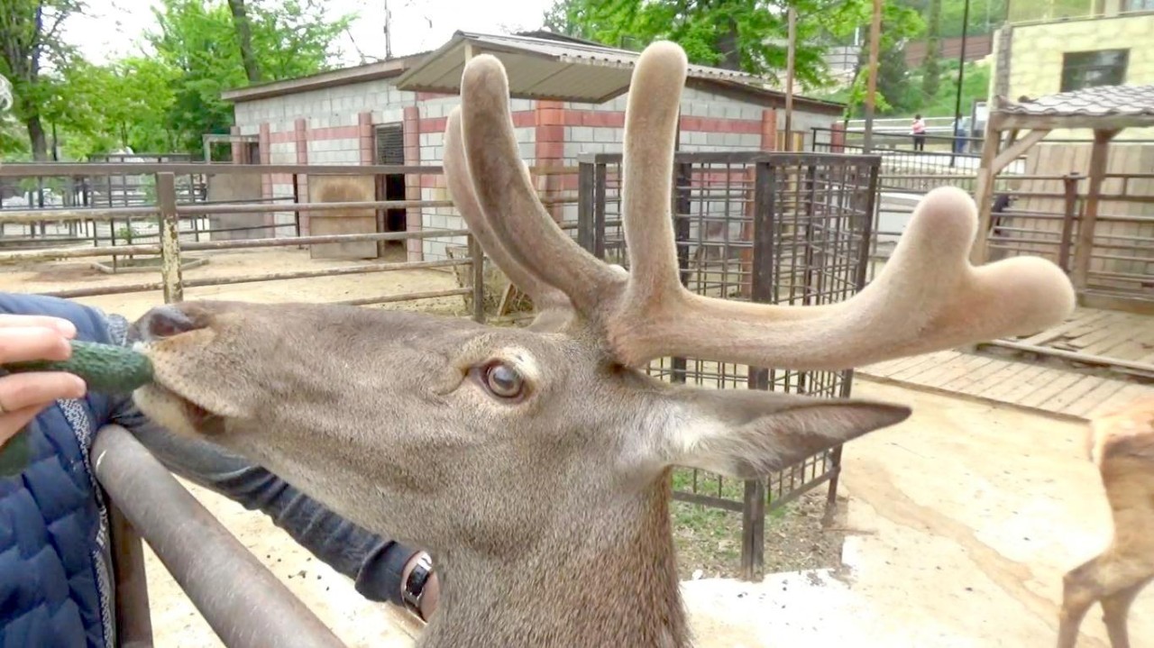 В Бахчисарае благородный олень Лёня обновил рога перед летом ::Первый  Севастопольский