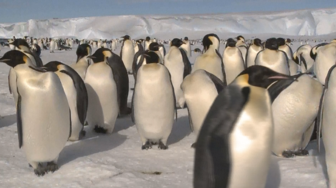 Таяние льдов грозит императорским пингвинам исчезновением