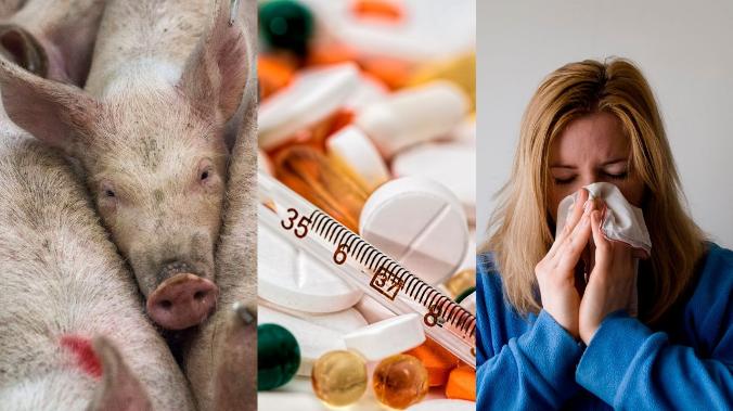В 55 регионах России выявлен свиной грипп