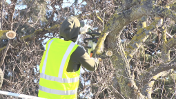 В Севастополе меняют правила обрезки растений