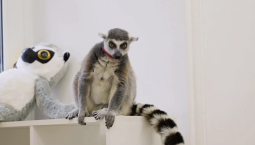 Из московского антикафе изъяли кошачьего лемура