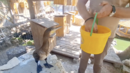 В Бахчисарайском парке выхаживают баклана