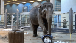 В Москве слоны наслаждаются зимними радостями