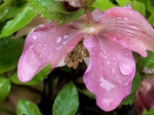 Нежно-розовое чудо: в Крыму зацвёл морозник