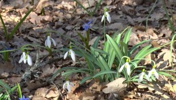 Сине-белые «фонарики»: в Севастополе расцвели подснежники и пролески