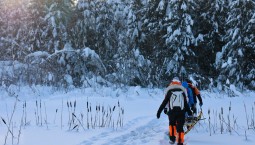 В Подмосковье прошли учения волонтёров «ЛизаАлерт»  