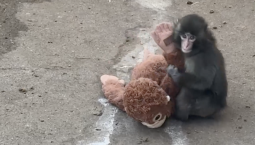 Захарова: мир отвлекают от ядерной угрозы обезьяной