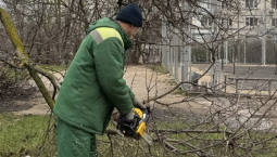 В Севастополе проводят санитарную обрезку деревьев