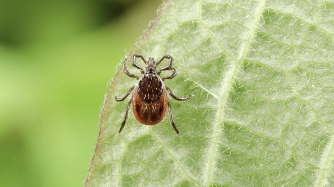 Опасный укус: в Крыму активизируются клещи