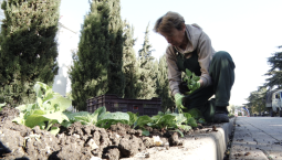 50 000 летних цветов украсят Приморский бульвар