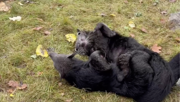 В Ленинградском зоопарке резвятся бинтуронги 