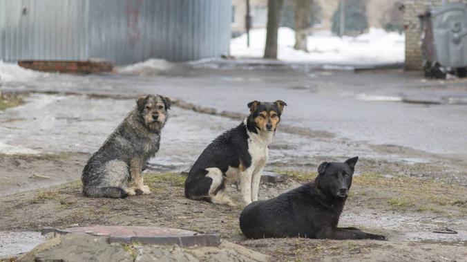 На Камчатке стая собак покусала ребенка