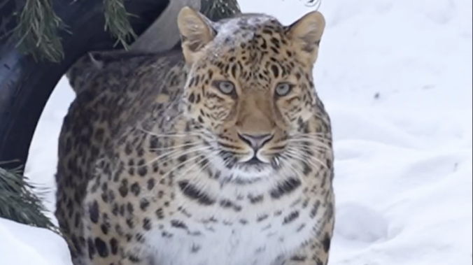 Красавец-леопард наслаждается сибирской зимой