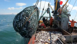 В Азово-Черноморском бассейне добыли 38 500 тонн рыбы