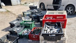 Четырёх севастопольцев осудят за вылов кефали на 7 млн рублей