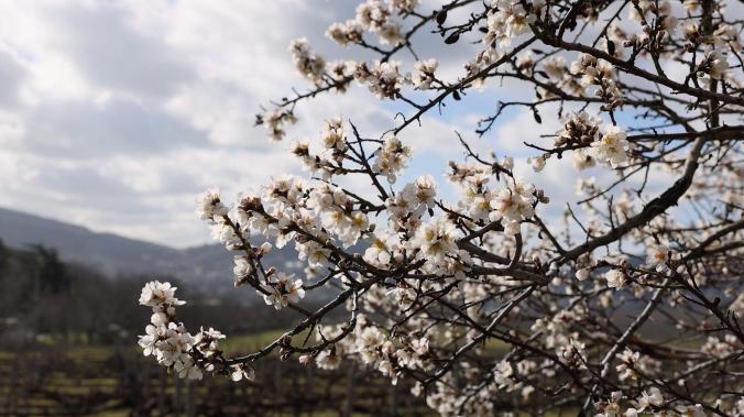 На фоне балаклавских гор в Севастополе зацвёл миндаль