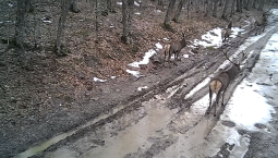 Фотоловушки в лесах Севастополя поймали оленей
