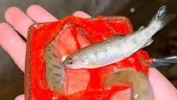 230 000 мальков лосося выпустили в реки Чёрного моря