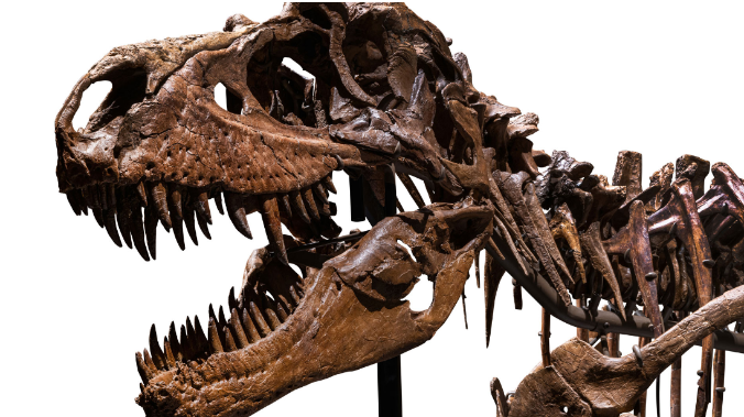 Скелет горгозавра продан на аукционе в США за 6 миллионов долларов