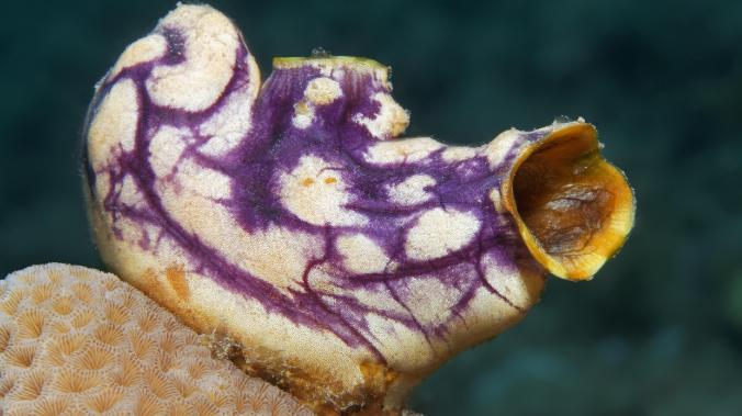 Ученые нашли морское животное, которое может полностью регенерировать