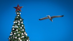 Демонтаж ёлки на площади Нахимова начнут 21 января