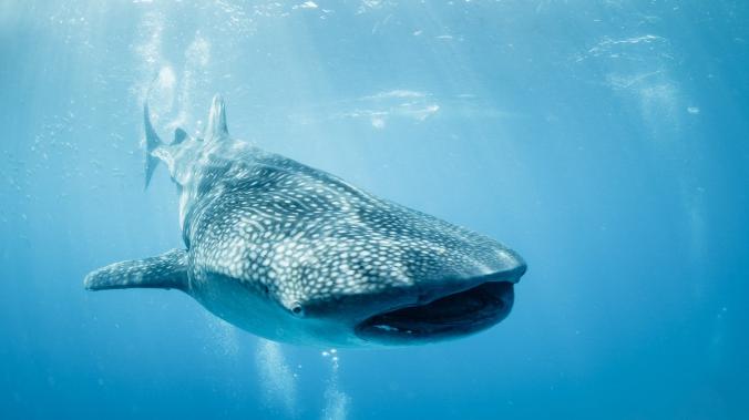 Ecology: китовая акула оказалась самым большим всеядным животным в мире