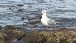 Чёрное море теряет кислород и становится теплее