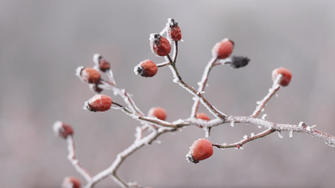 МЧС предупреждает о заморозках в Крыму до –2°