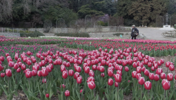 В Никитском ботаническом саду проходит 19-й парад тюльпанов