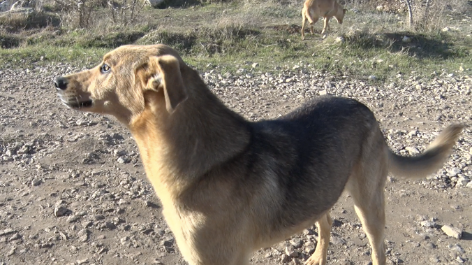 Бродячая собака напала на школьника на ул. Тульская в Севастополе