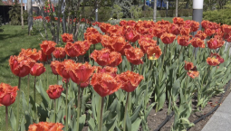 Весенний Матросский бульвар влюбляет в себя цветами и фонтаном с золотыми рыбками