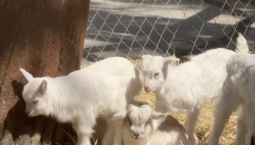 Пятеро козлят родились в Новом Херсонесе