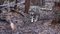 Серый волк Ёжка поселился в Московском зоопарке 