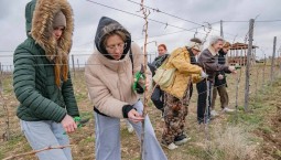 Студенты СевГУ работают на винодельнях со 2-го курса