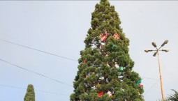 В Крыму нарядили 13-метровый секвойядендрон