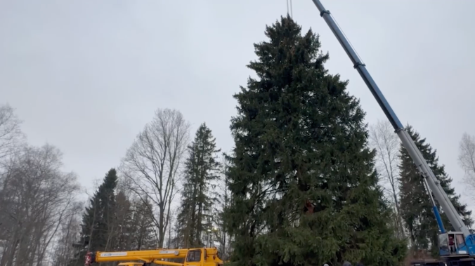 В Подмосковье спилили вековую ель к Новому году