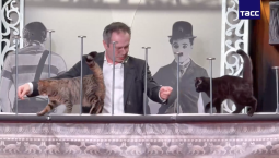 Спасённые из зоны спецоперации кошки выступили у Куклачёва