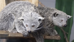 Малыши-бинтуронги устроили весёлый переполох