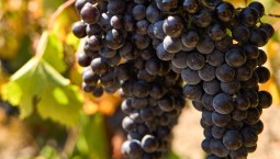 Заморозки и засуха снизили урожай винограда Крыма